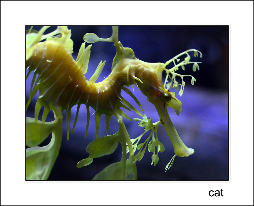 Leafy Sea Dragon at the Sealife Centre