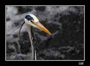 Heron on the River Don