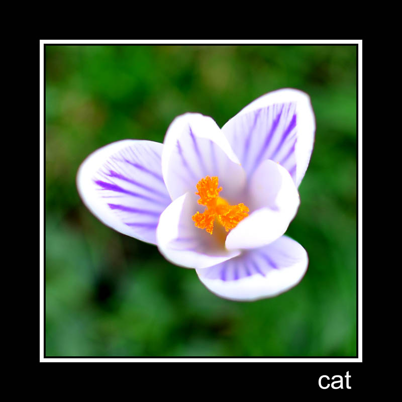 Crocus