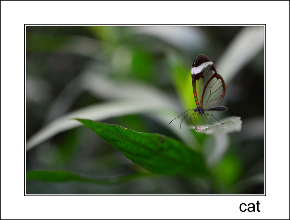 Butterfly House